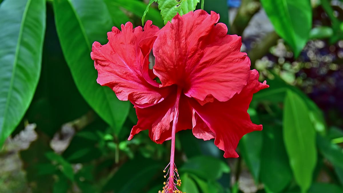 Hibiscus flower remedies