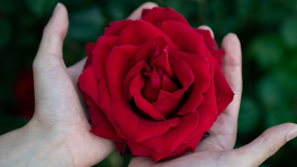 dhan labh ke liye laal phool ke upay