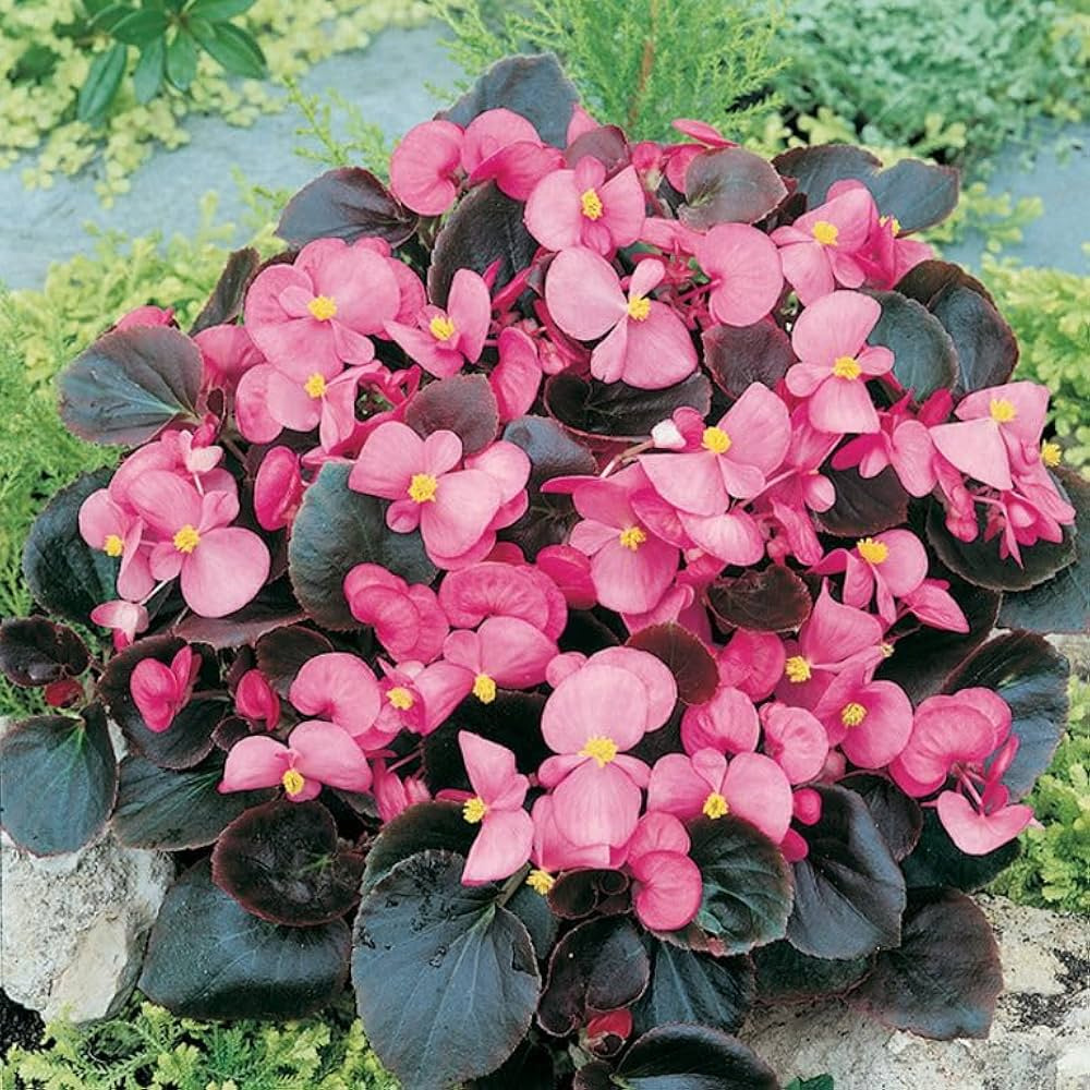 begonia plant