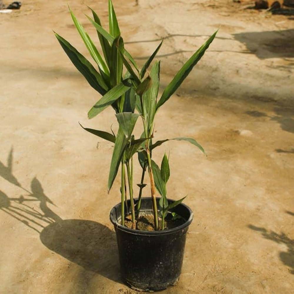 care tips for cardomom plant