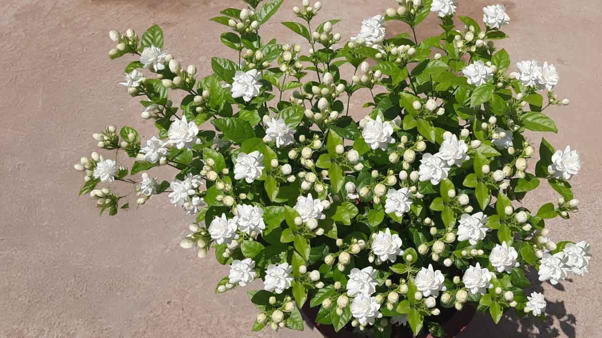 jasmine plant