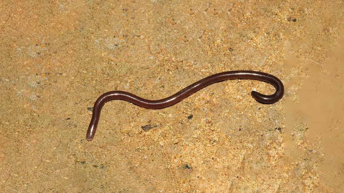 kenchuye bhagane ke upay (1)