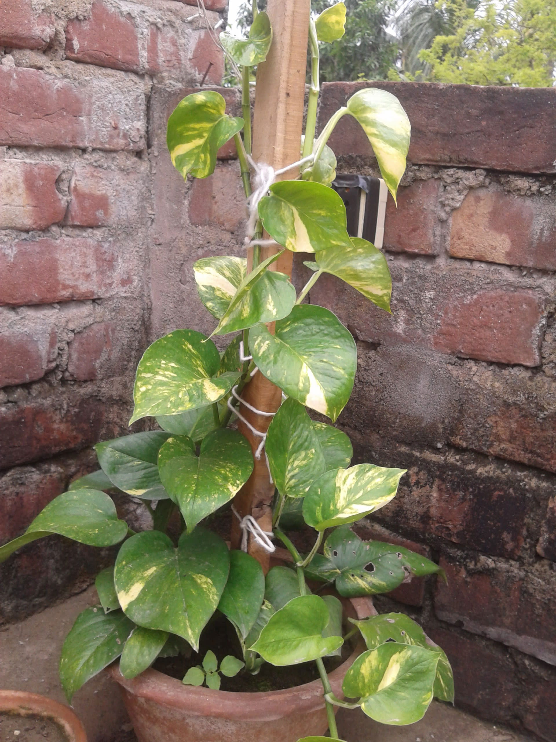 How to make mustard powder for plants