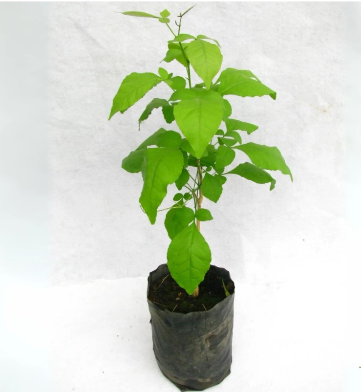 Baelpatra plant growing tips