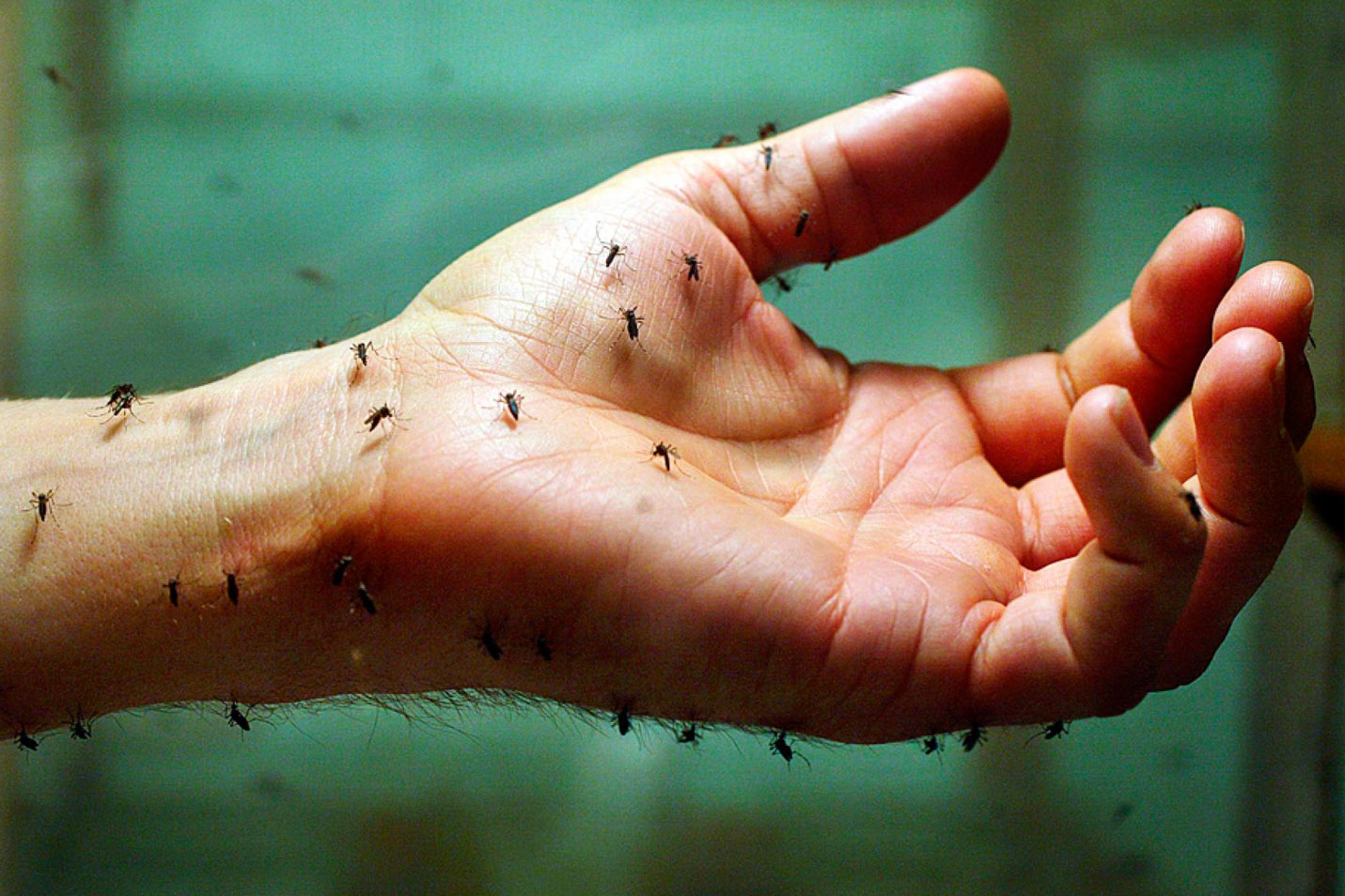 How to make a mosquito repellent recipe