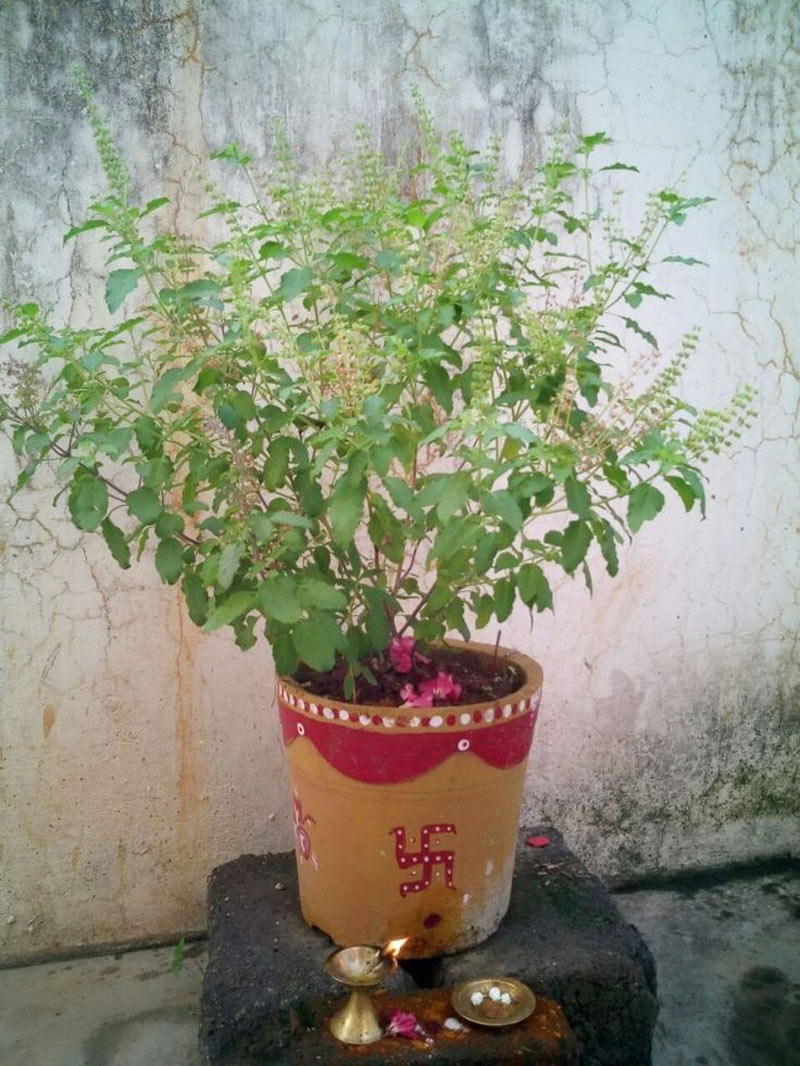 Tulsi (2)
