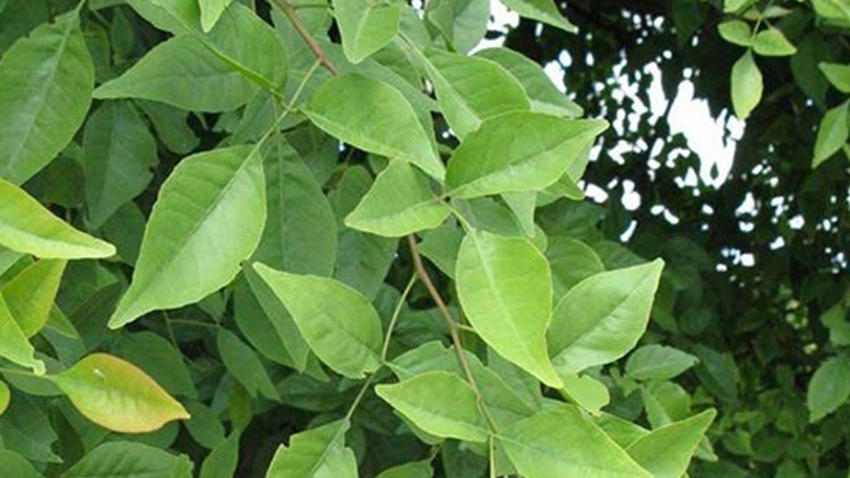 how to grow belpatra plant