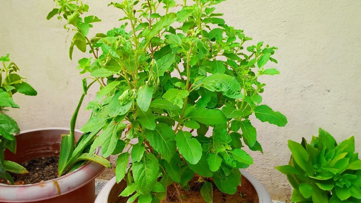 sukhi tulsi ke upay
