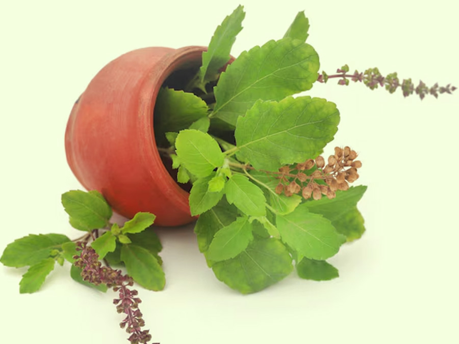 tulsi is best for liver