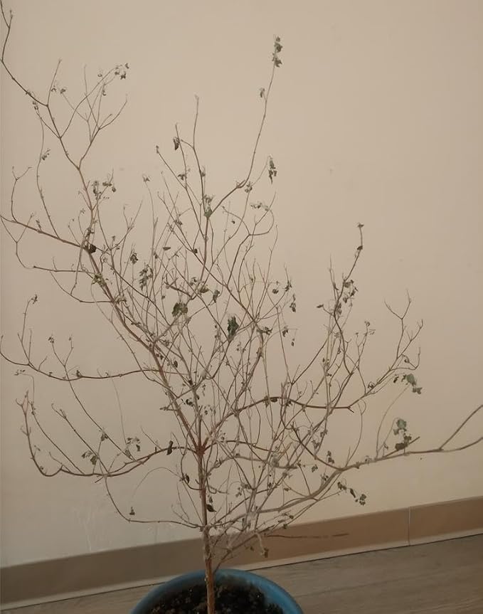 How to revive tulsi plant in monsoon