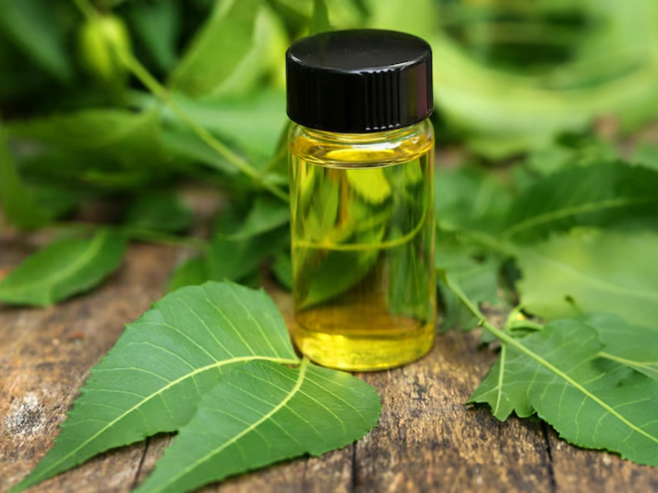 natural spider repellent