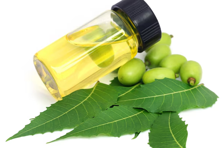 prevent mosquito breeding cooler