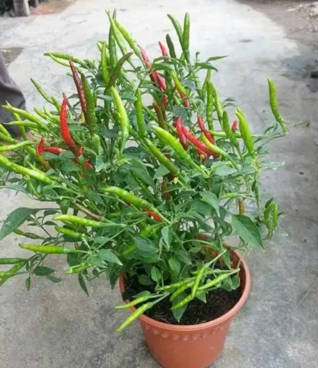 Green Chilly plant care tips