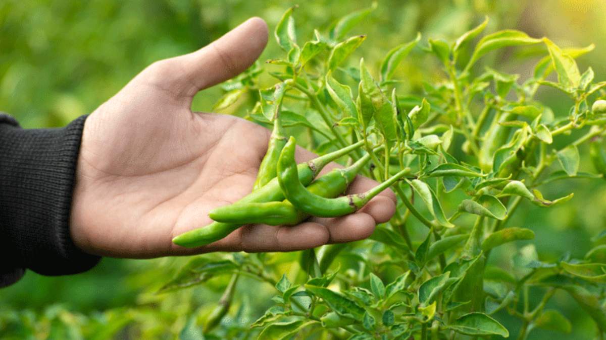 Green chilly plant