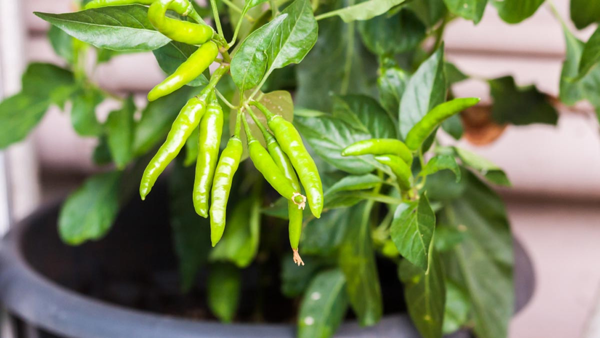 With these tips, lots of chillies will grow