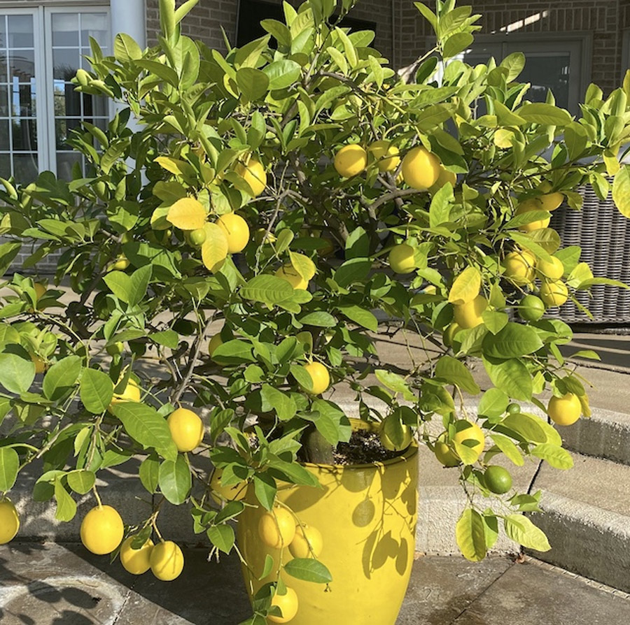 Which homemade fertilizer is best for lemon plants