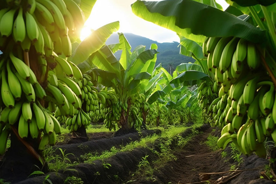 banana health benefits