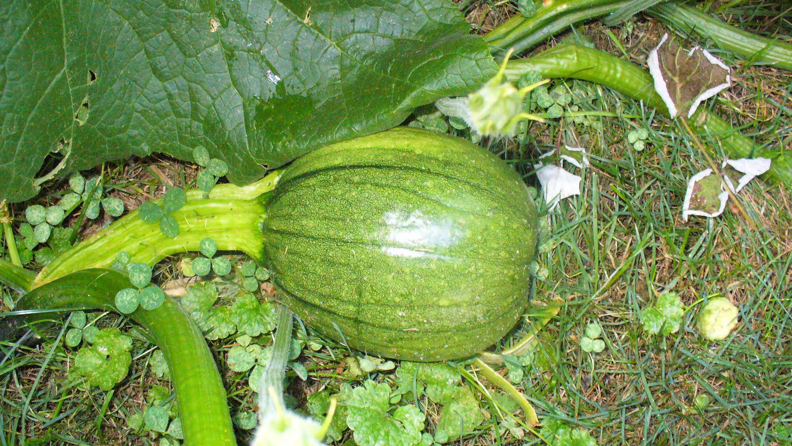 homemade fertilizer for Pumpkin plant