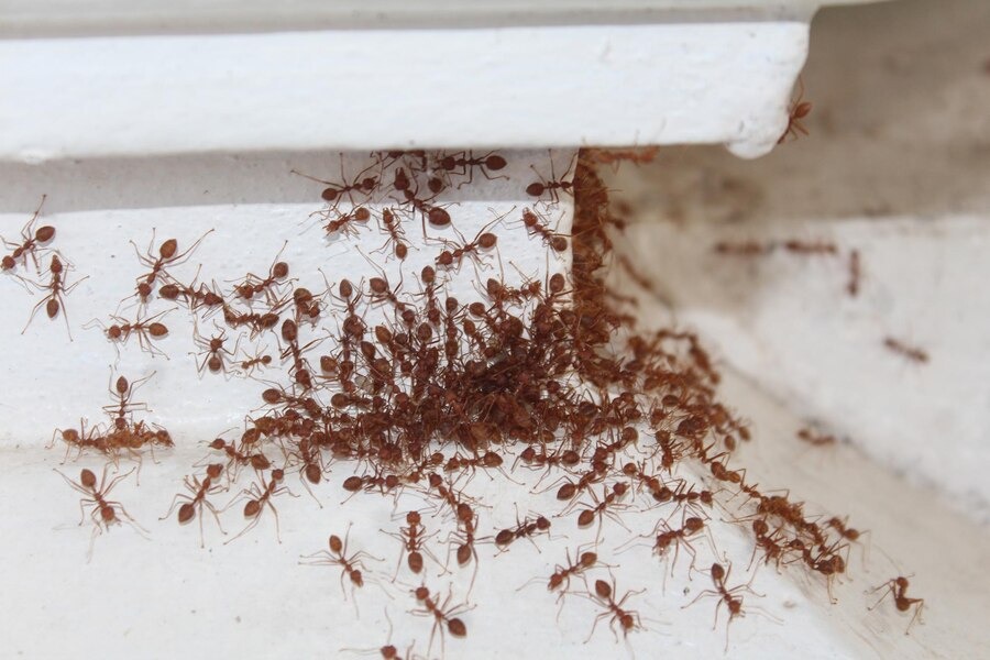 how to remove ants from home