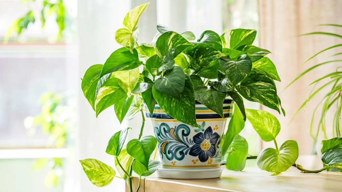 How to make soil mix for money plant