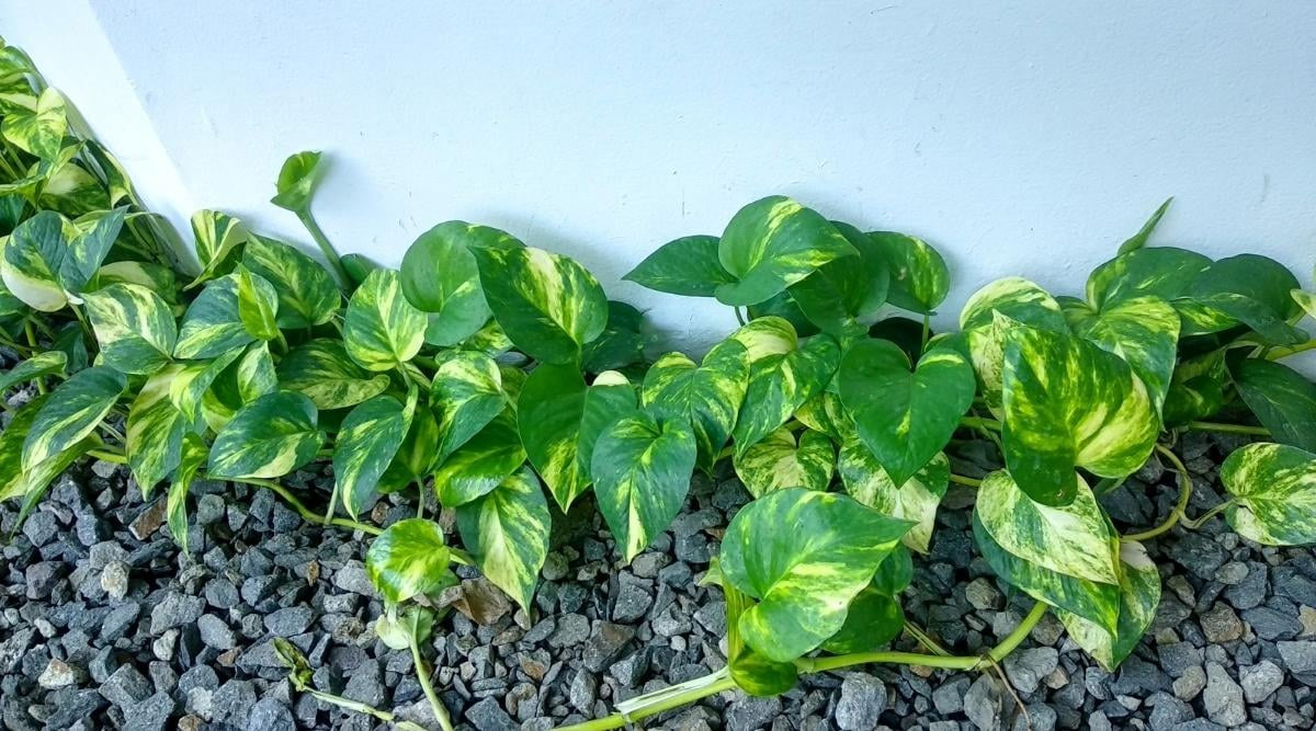 Keep these things in mind while planting a money plant