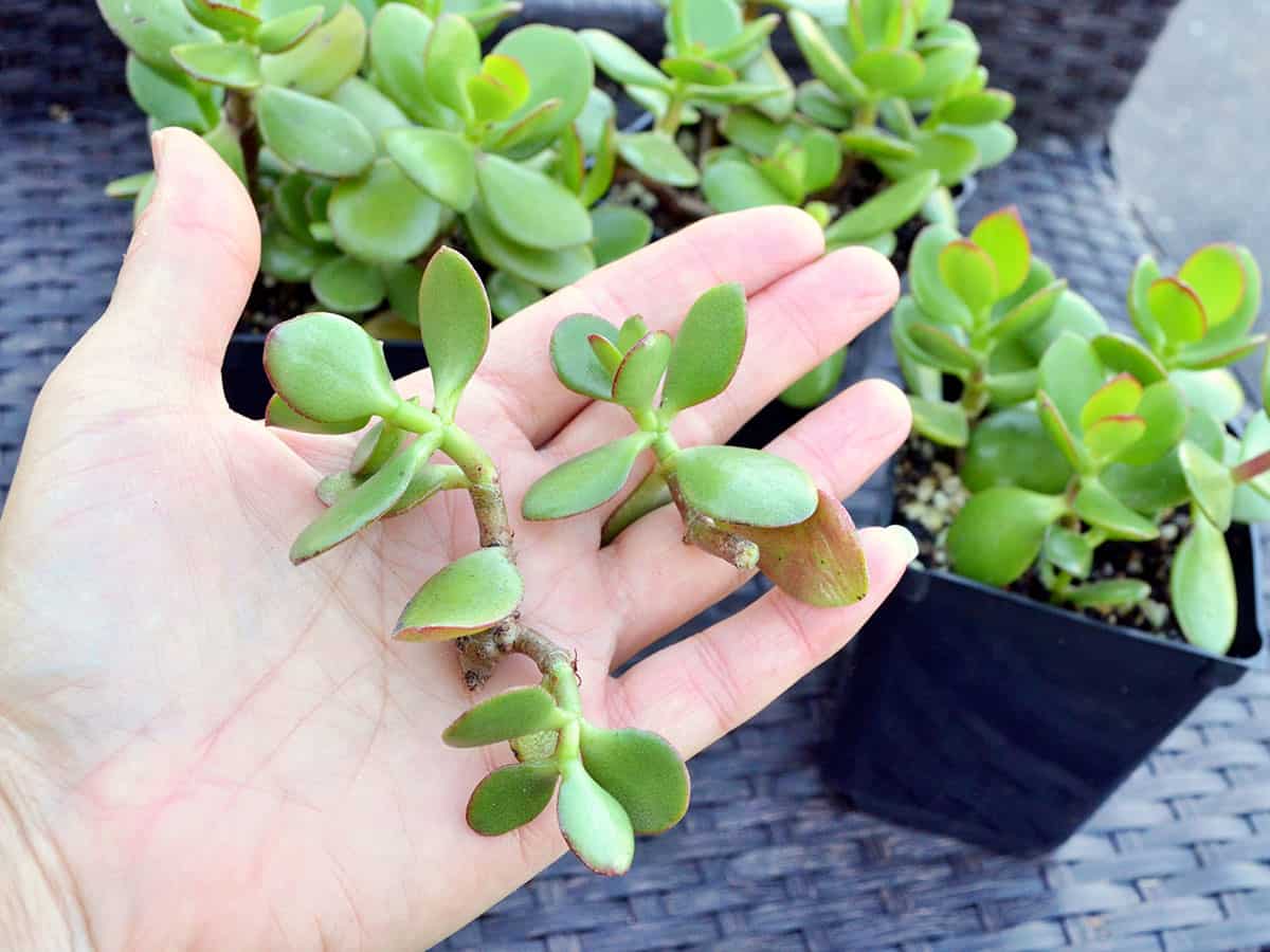 What kind of soil do jade cuttings like