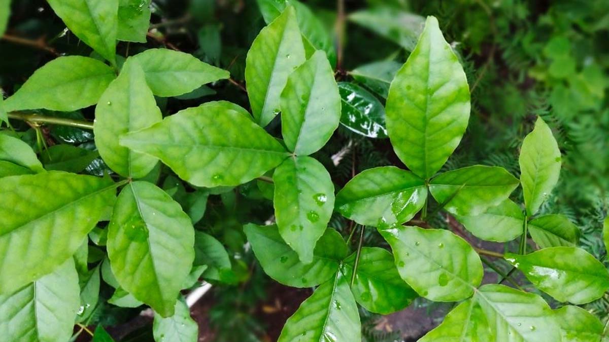 benefits-of-belpatra