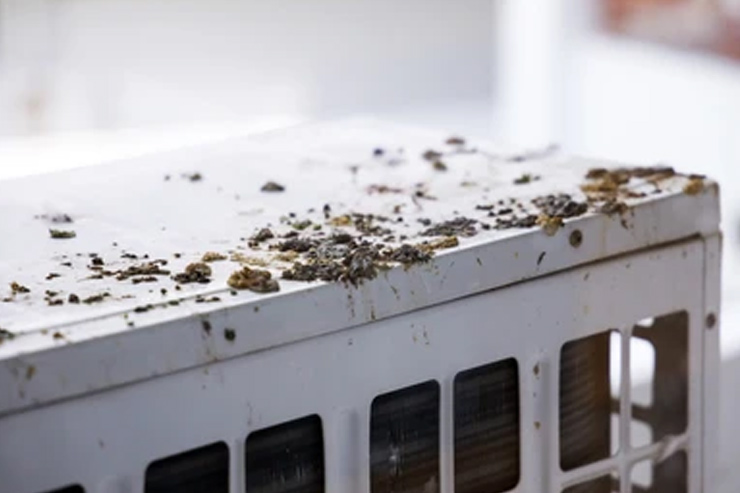 easy tips to clean pigeon poop