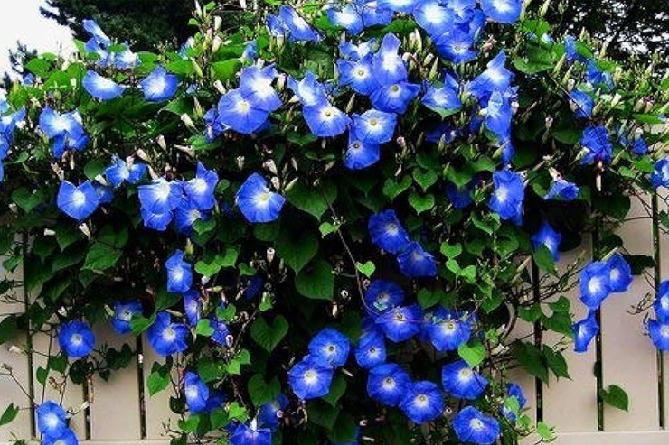 flowering vines can grow in monsoon