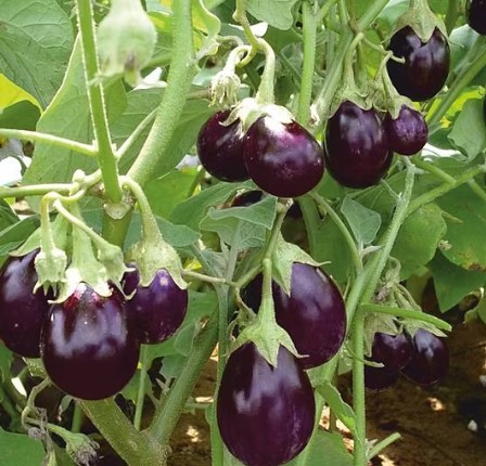 Brinjal Plant care tips in hindoi