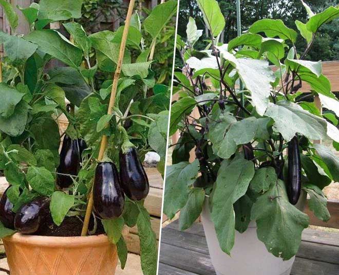 How to grown brinjal plant