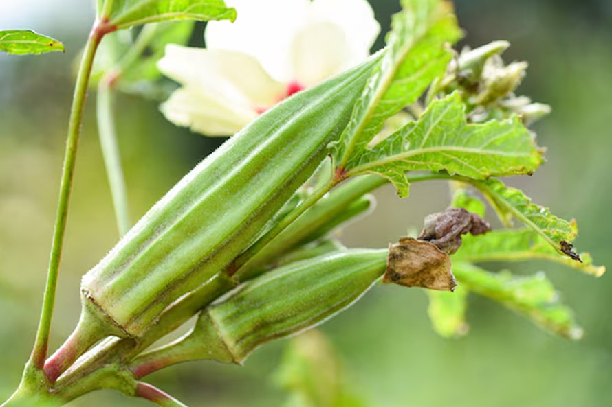 fertilizer for bhindi