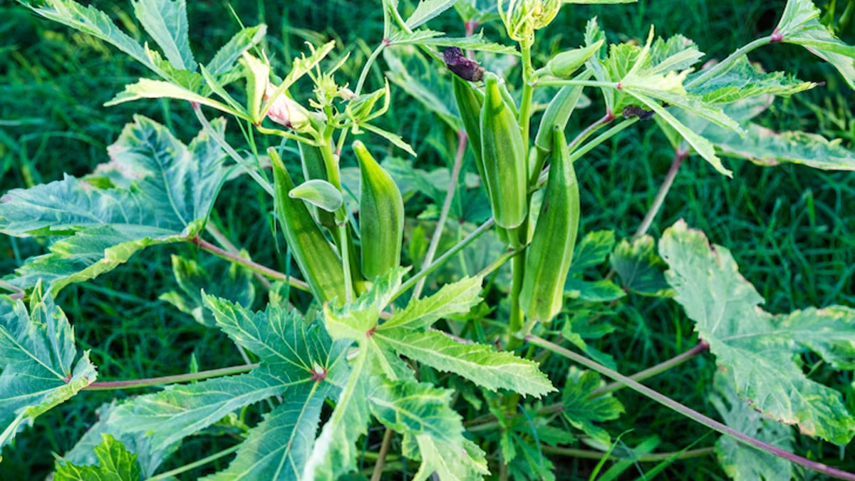 natural fertilizer for bhindi aka lady finger plant