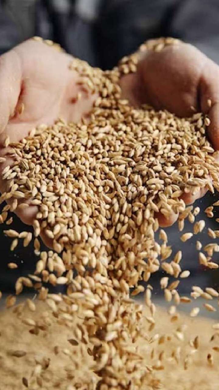 offering-wheat-to-shivling-1721893515