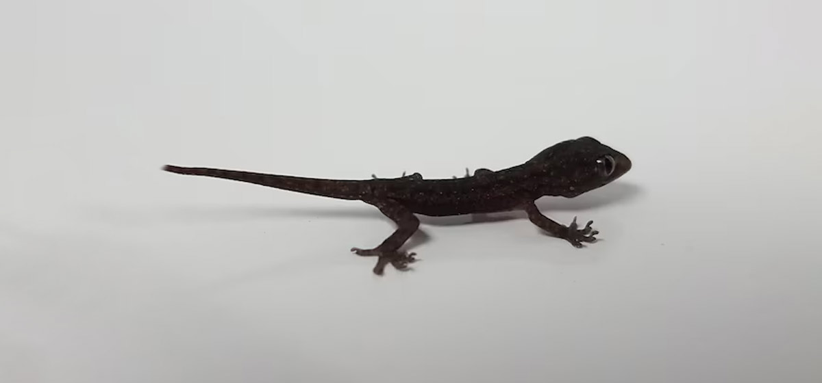 which tricks can remove lizards from home