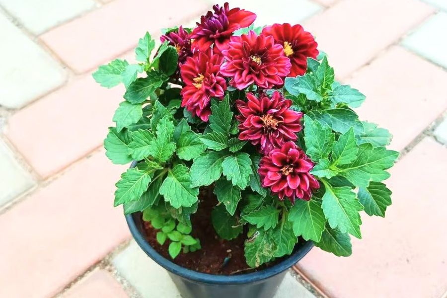 How to care for dahlia plant