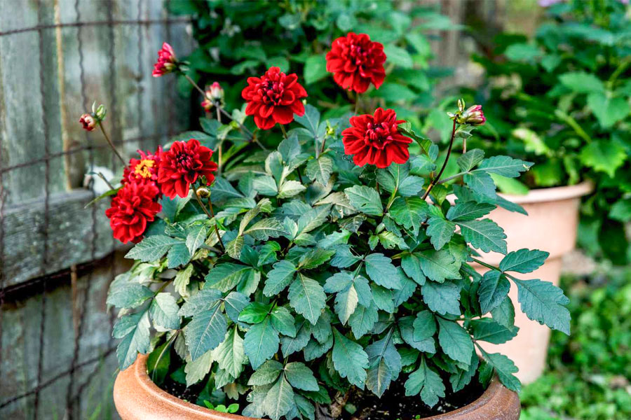 What to do if flowers are not blooming on dahlia plant