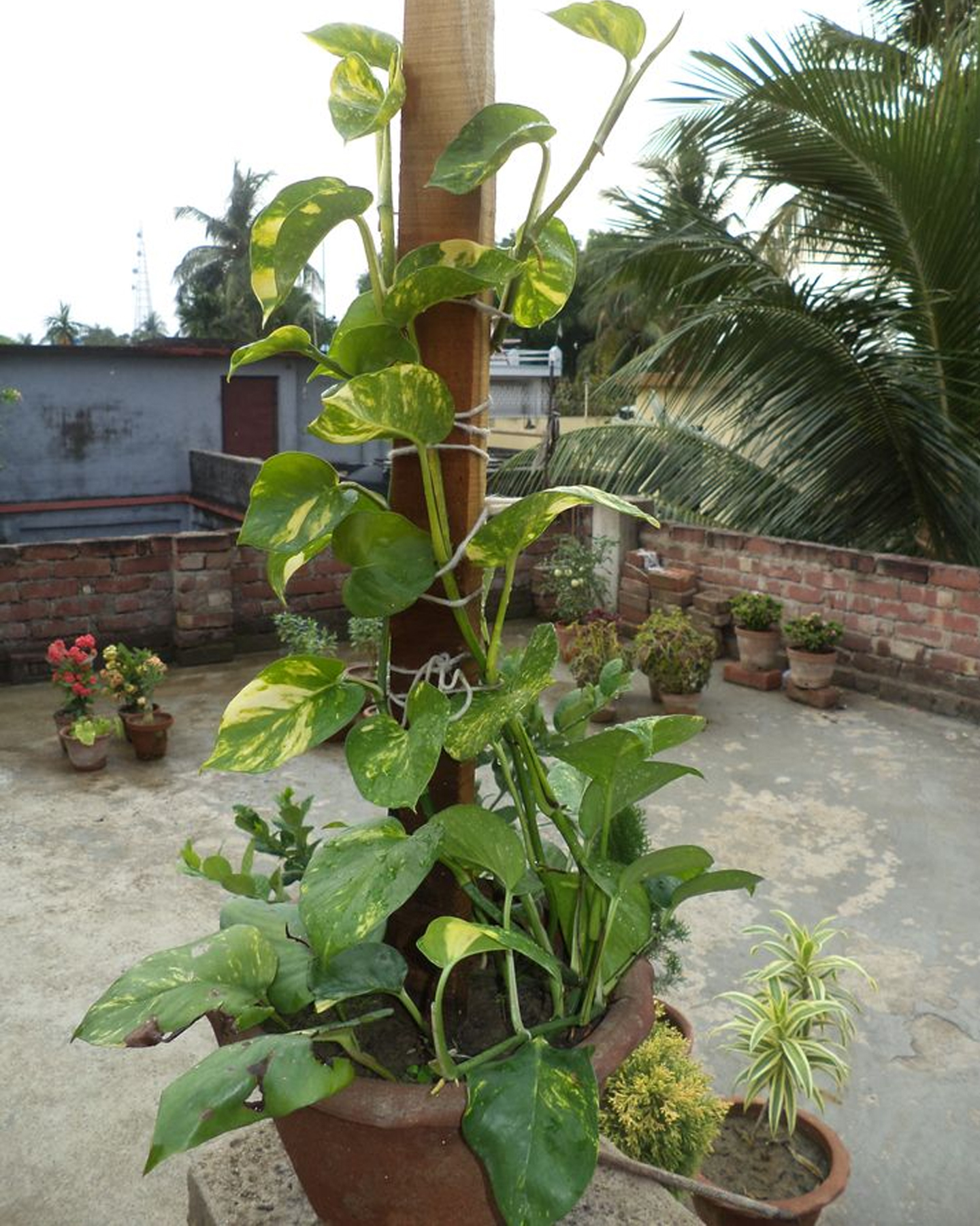 What can I mix to make my money plant grow faster