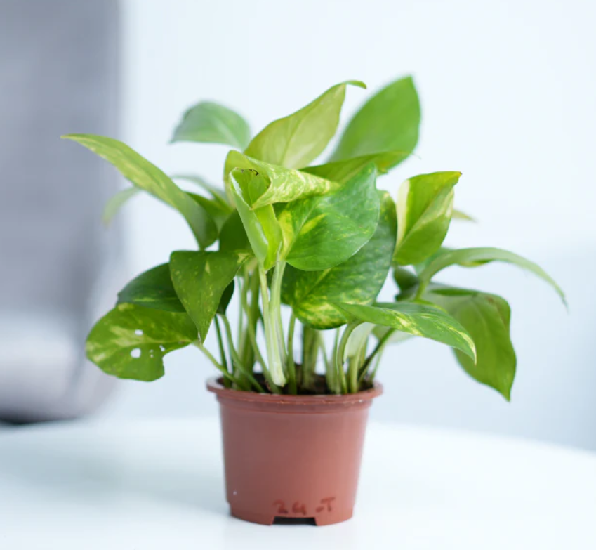 Screenshot 2025-07-15 141624