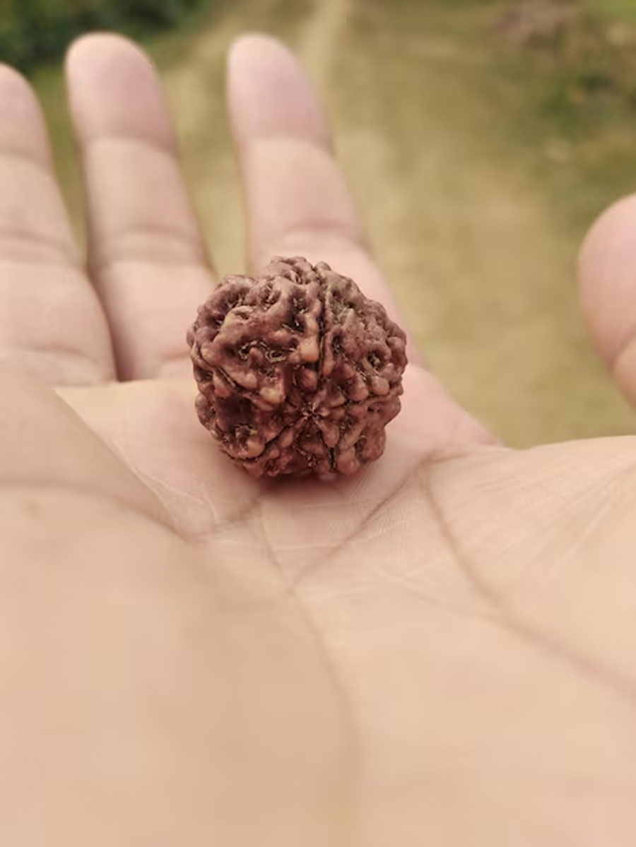 rudraksh origion and benefits