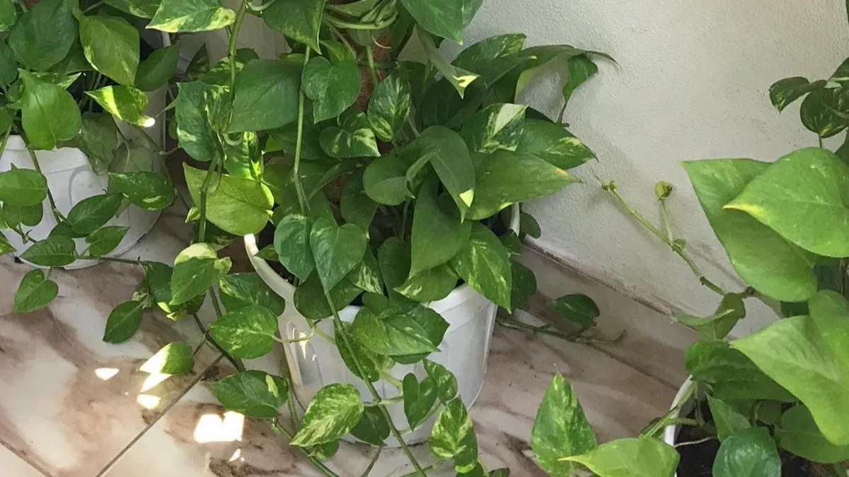 How to increase the growth of money plant