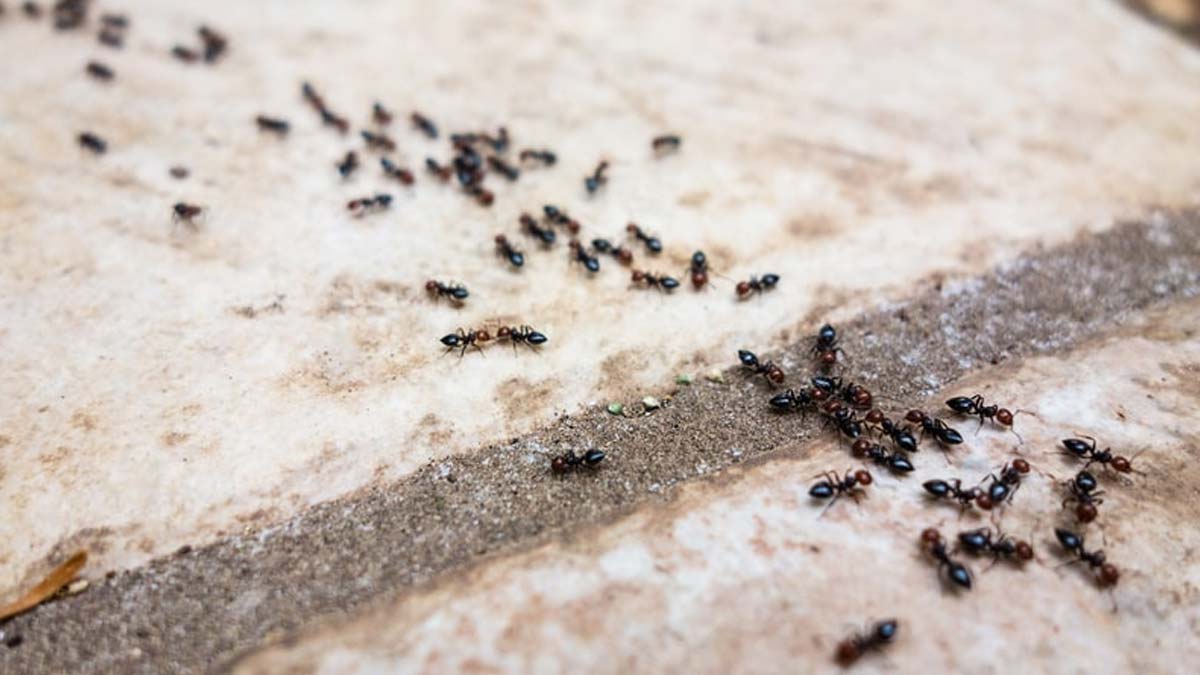 What to do to get rid of cockroaches, flies and mosquitoes
