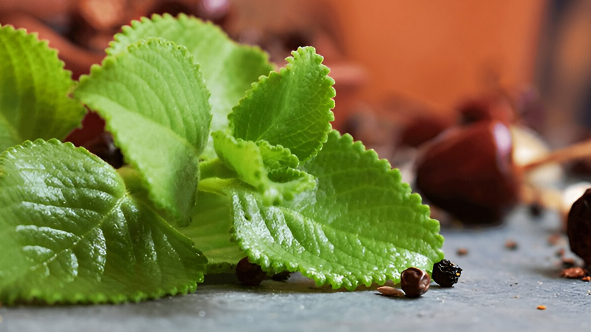 ajwain leaves health benefits during shravan month