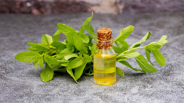 how to get rid of red ants in kitchen