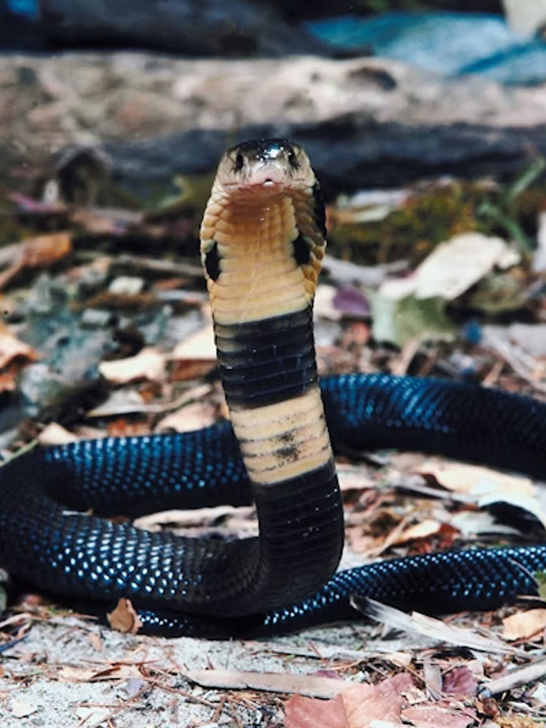 snake in dream meaning