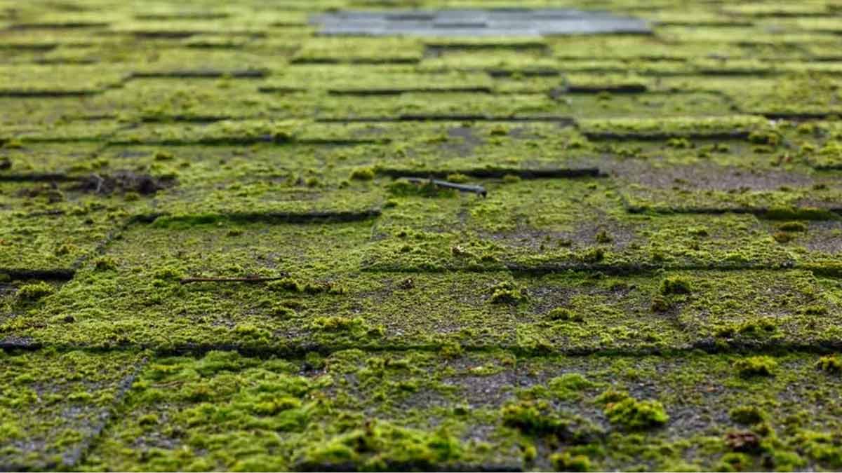 How to remove moss from bathroom tiles