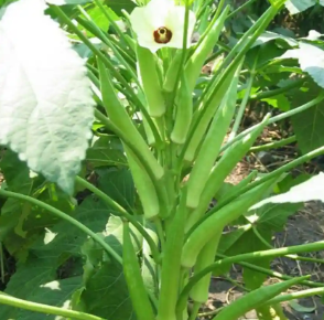 Screenshot 2025-07-17 124240