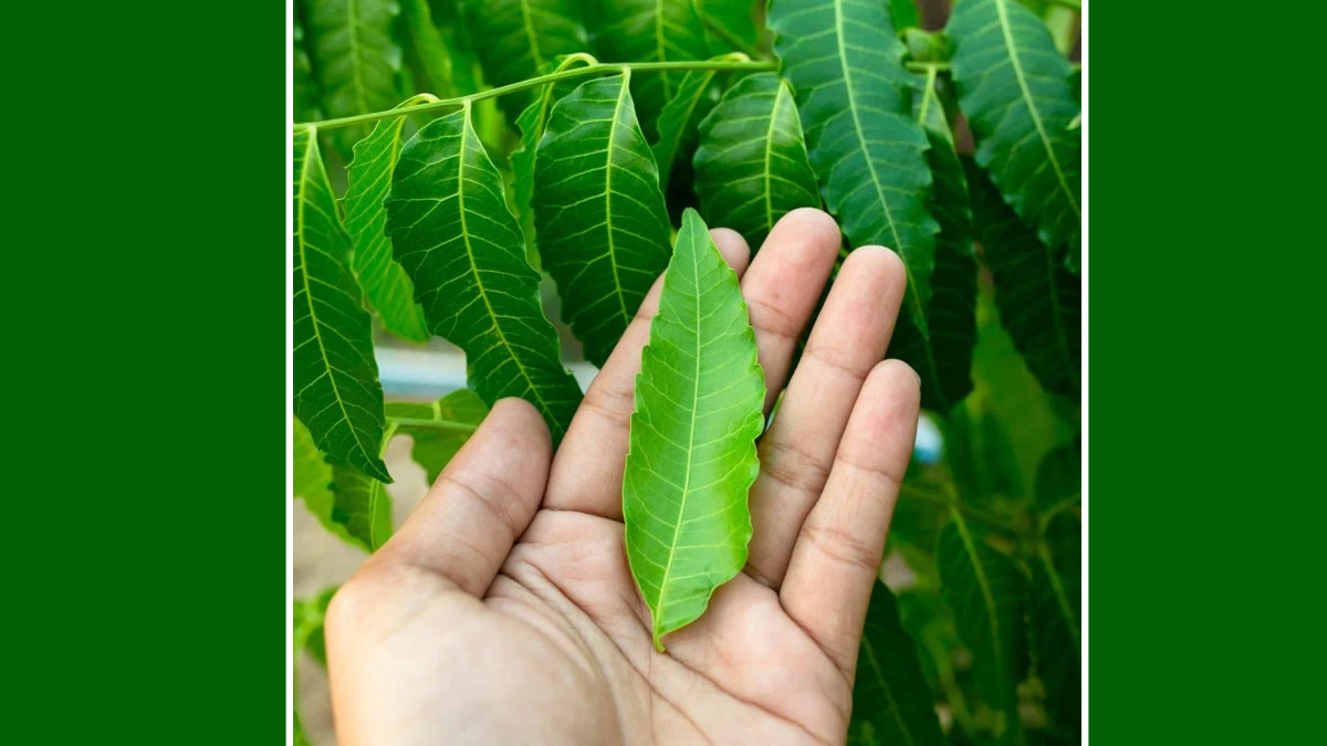 neem-leaves-benefits-main