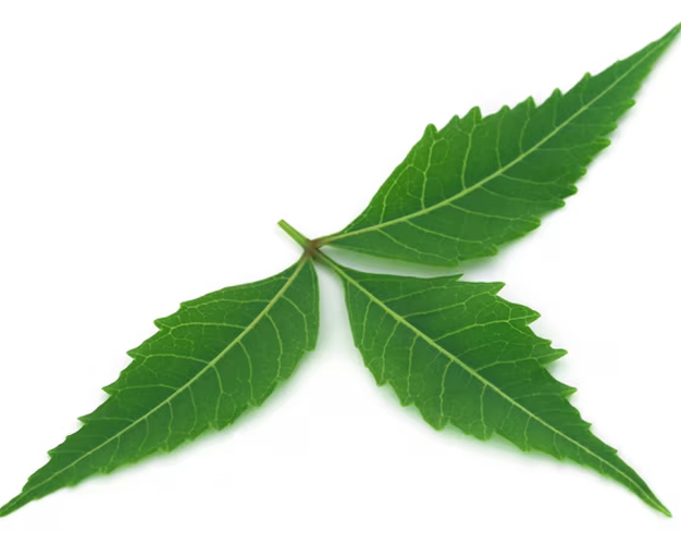 neem mulch for soil moisture and temperature