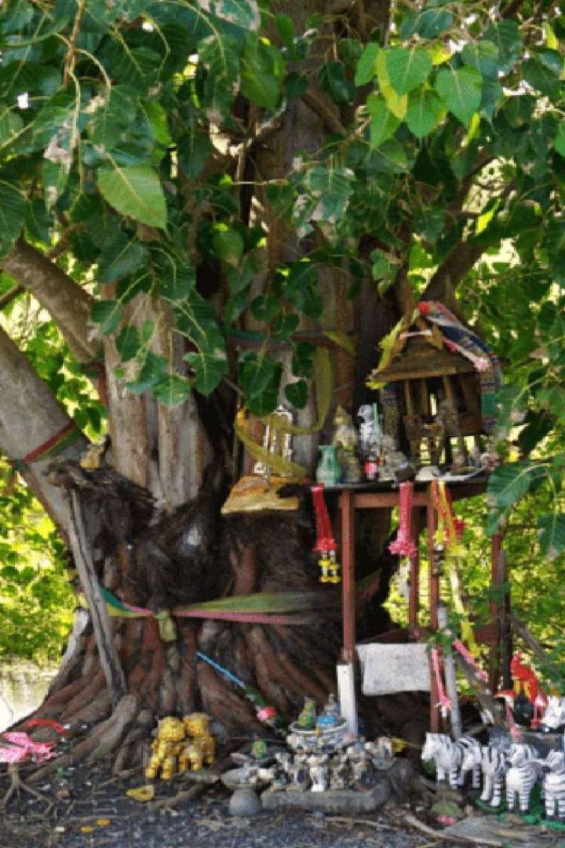 pipal ke niche puja ka saman rakhne se kya hota hai